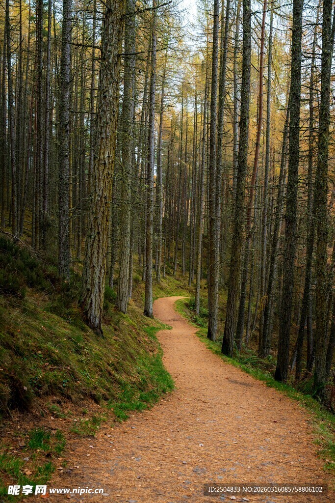 林间幽径 漫步自然之境