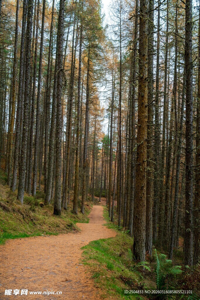 林间小道 静谧森林景致