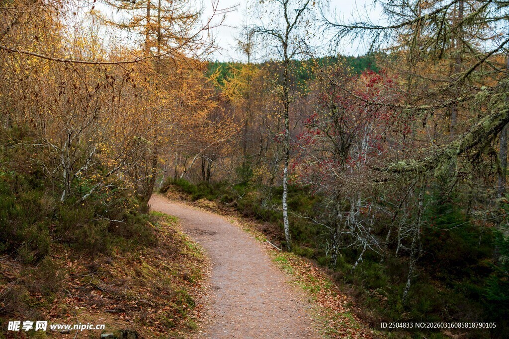 林间小径 沐浴秋日暖阳