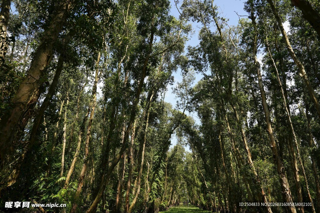 茂密桉树林景观