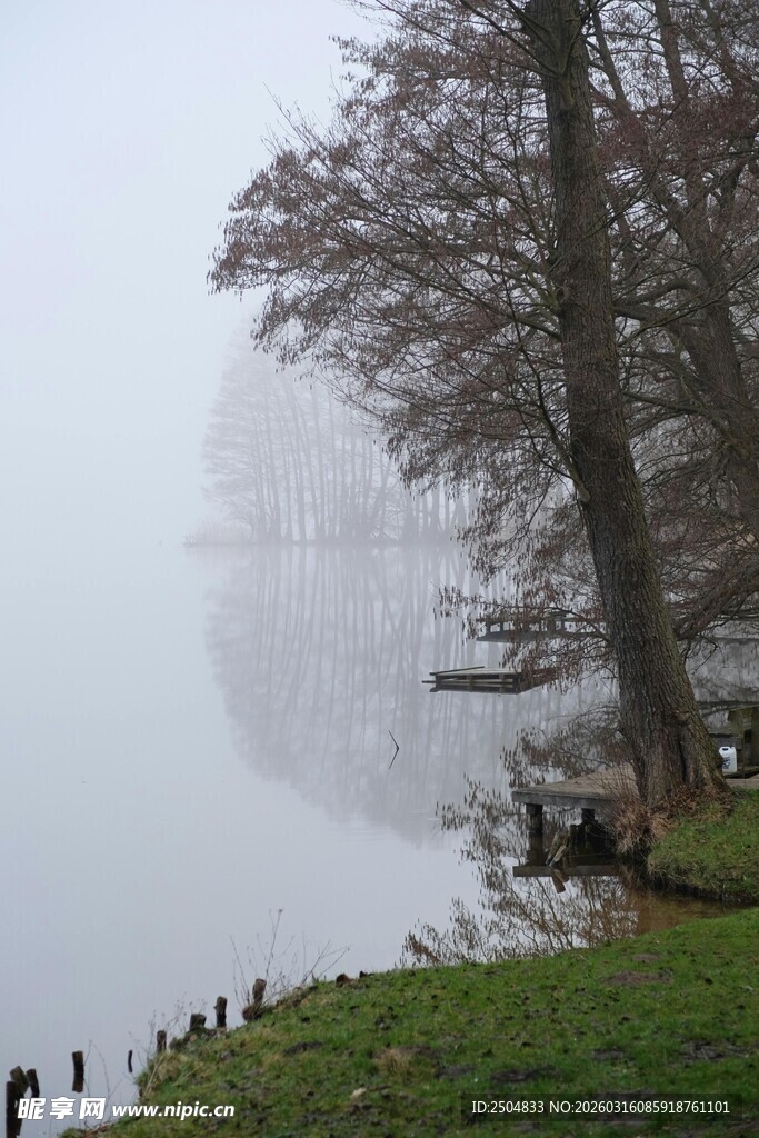雾中湖畔树木静谧景致