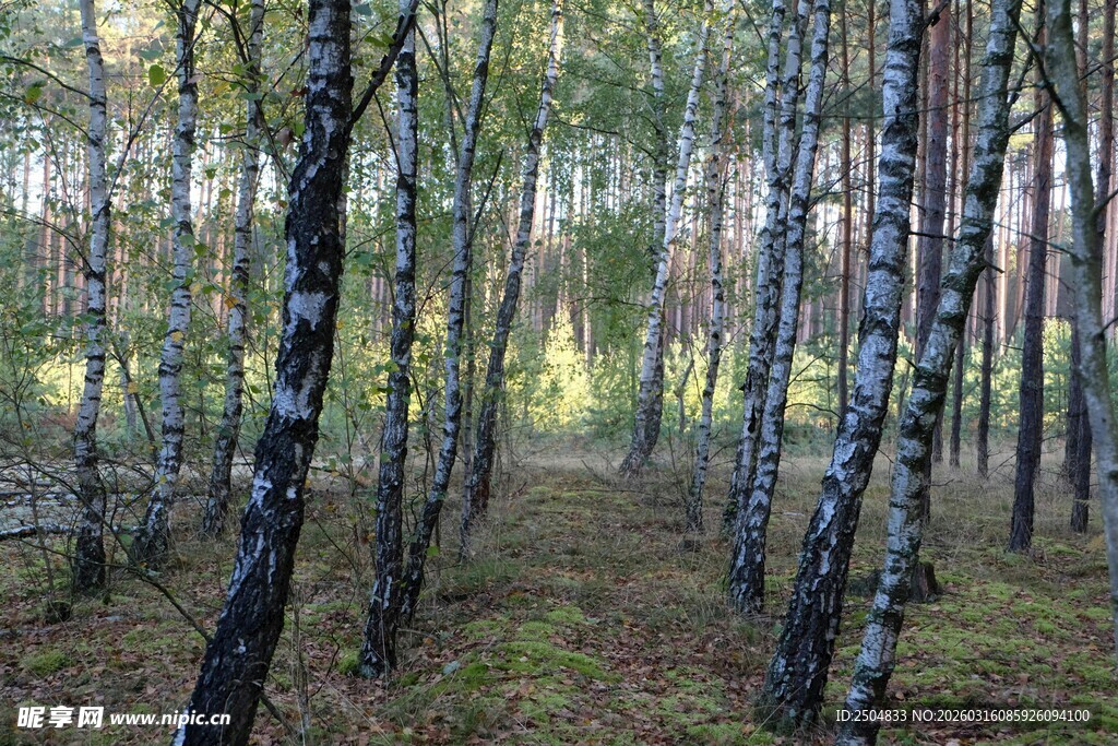 桦树林间的静谧自然景象