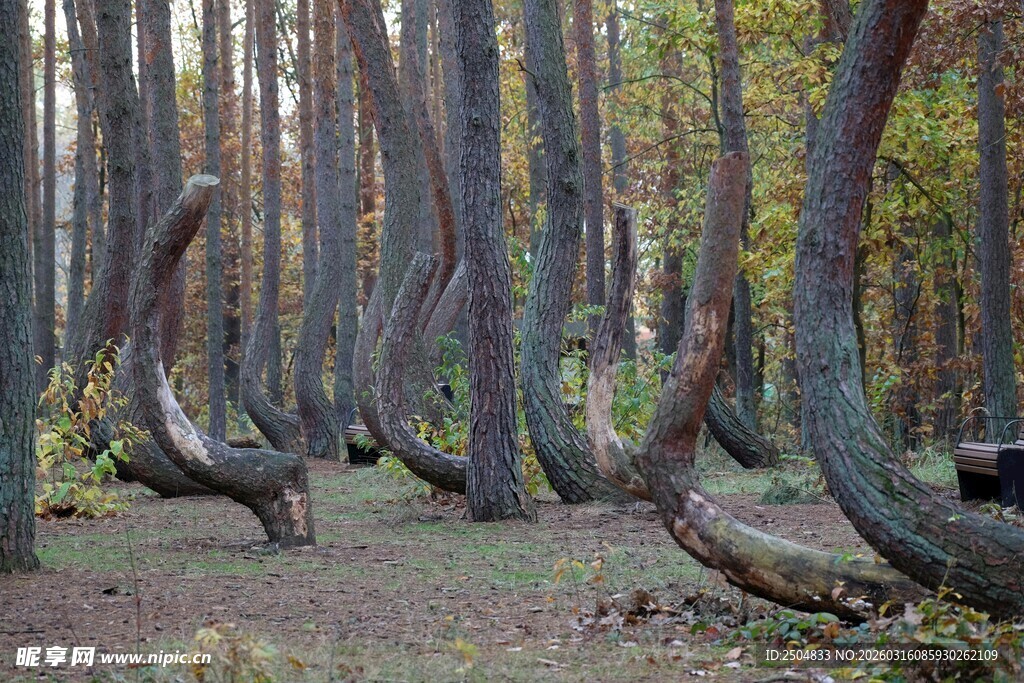 弯曲树木构成奇特森林景观