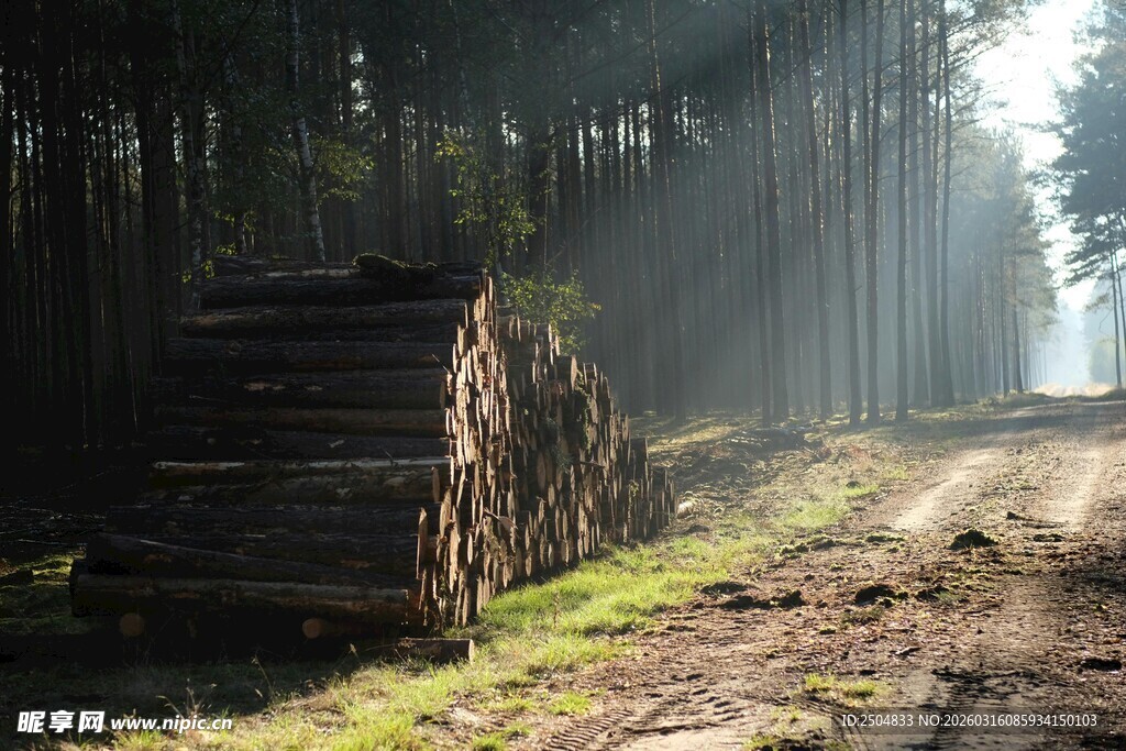 林间伐木场景 阳光洒落
