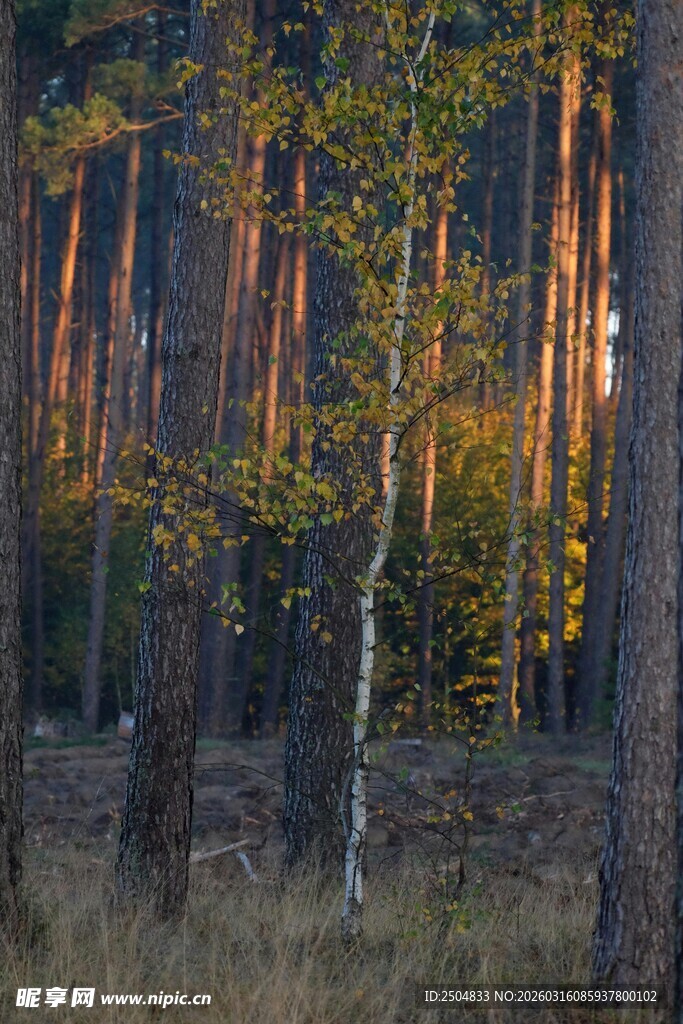 秋日黄昏的静谧森林