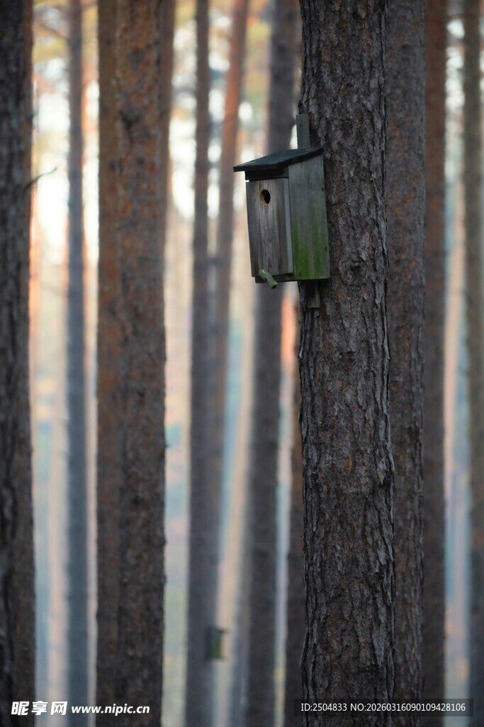 树上的绿色鸟巢