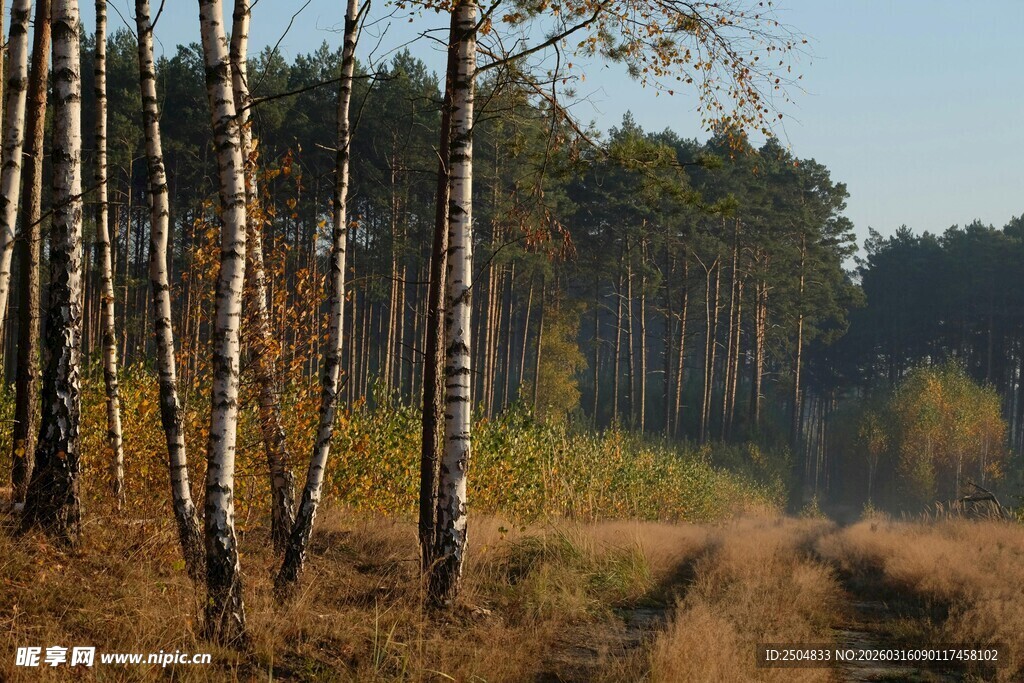 秋日林间小道 静谧之景