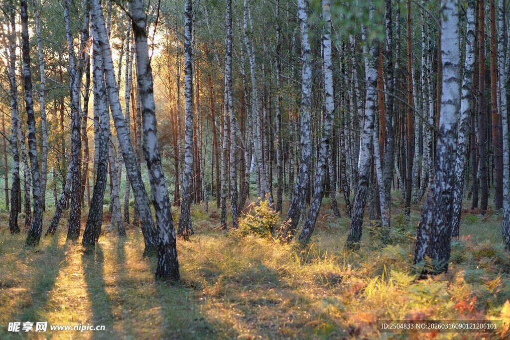 秋日白桦林的光影美景
