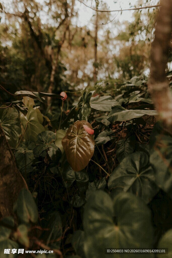 茂密丛林中的多样绿植