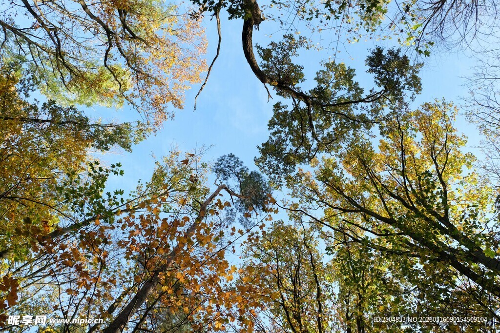 秋日林间仰拍斑斓树冠