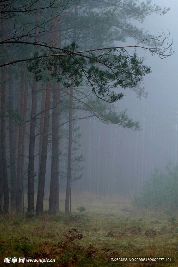 雾中静谧森林景观