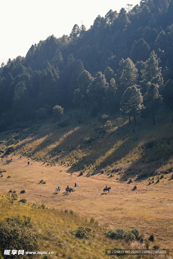 山间牧场 牛羊悠然
