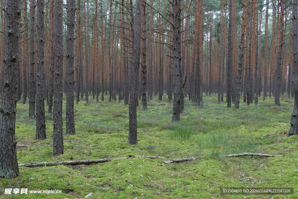 茂密松林下的翠绿草地