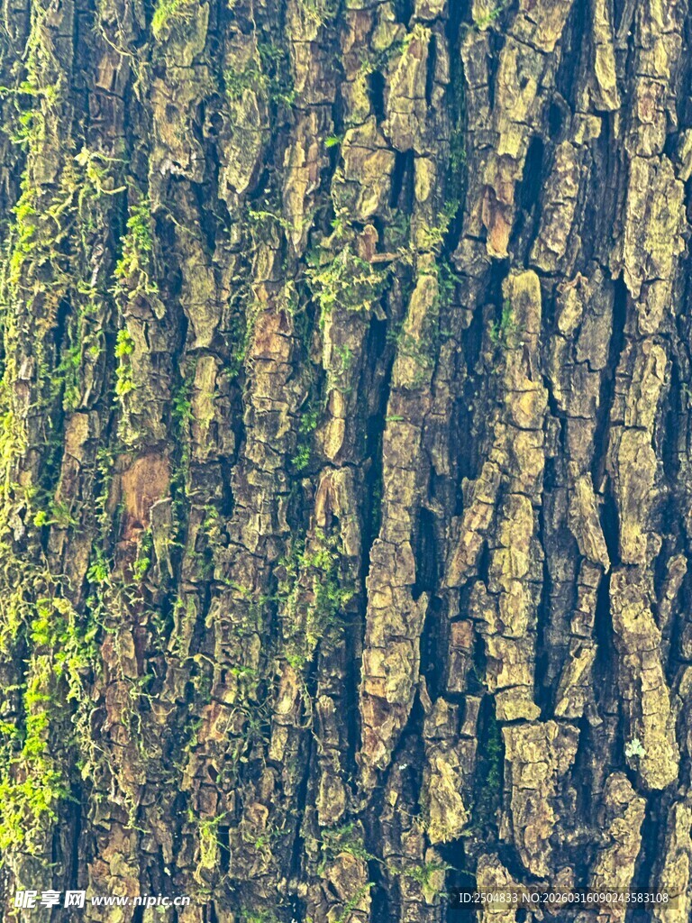 树皮上的绿色苔藓纹理