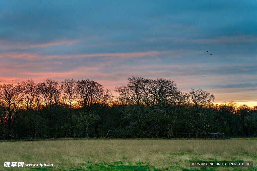 黄昏时分的田野与树林美景