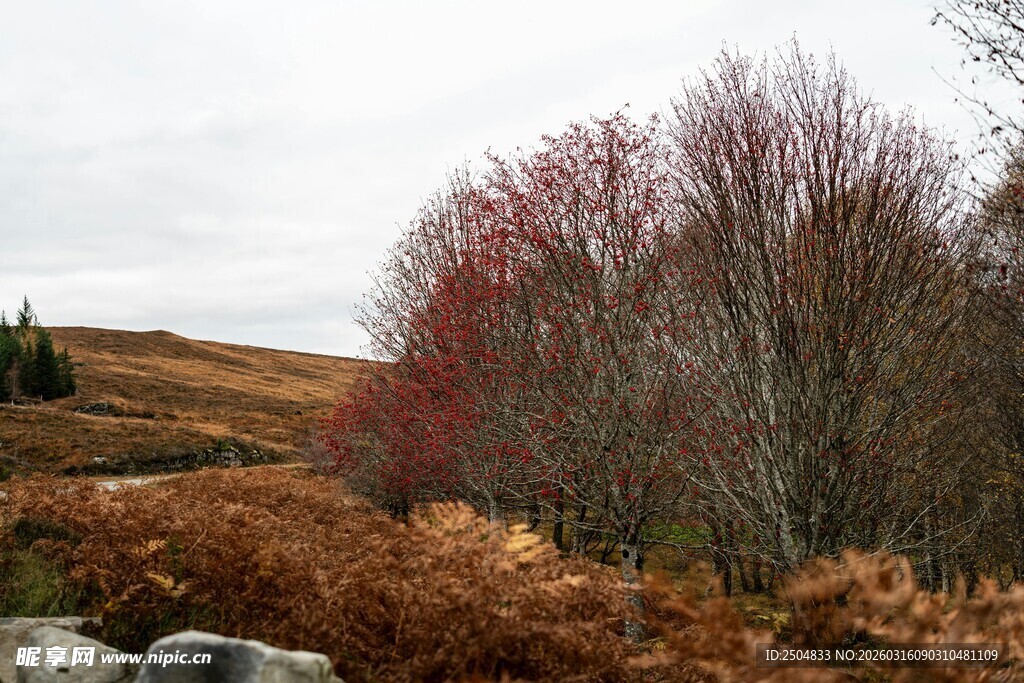 秋日山林 红褐树木景致