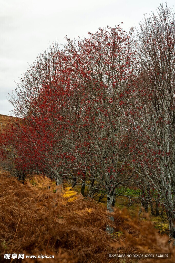 秋日山林多彩树木景观