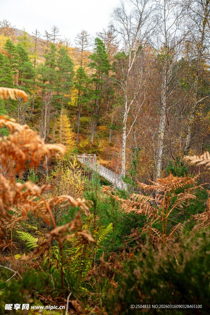 秋日山林中的多彩景致