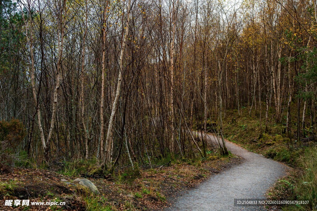 林间蜿蜒小径秋景