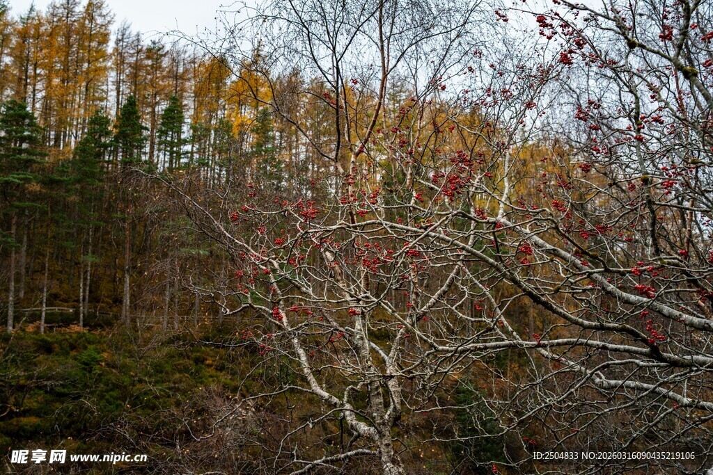 秋日山林间的植物景致