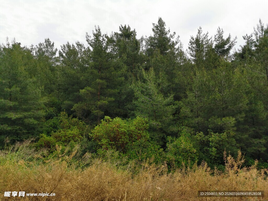 森林边缘的草地与绿树