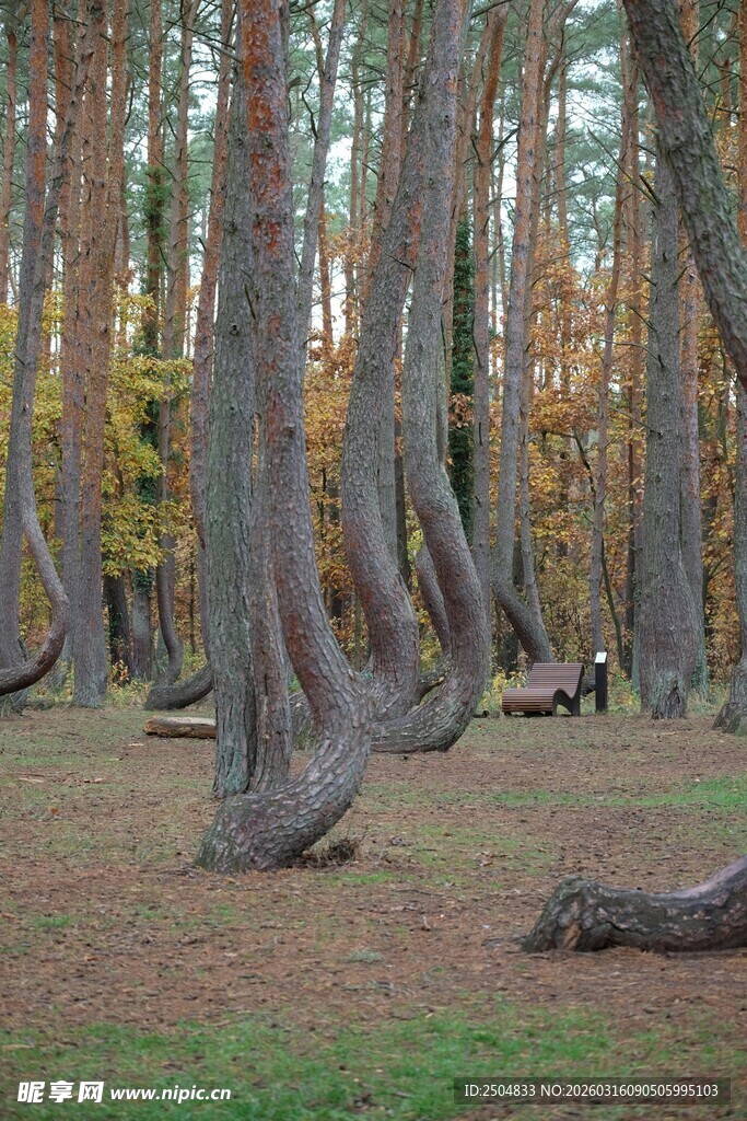 奇特扭曲树林景观
