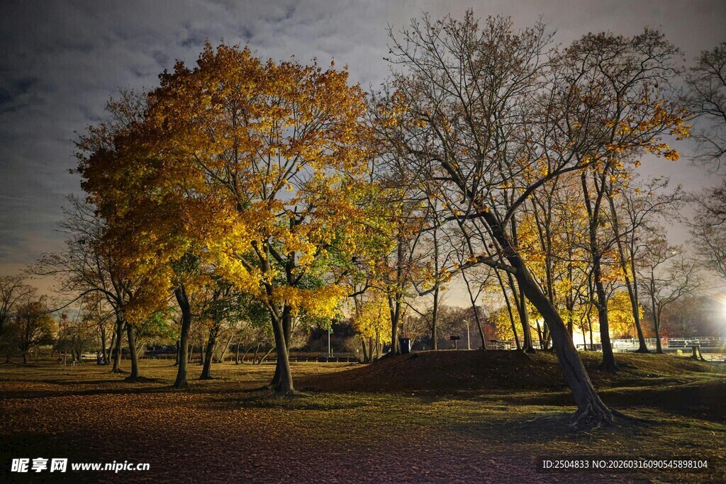 秋夜公园树木美景