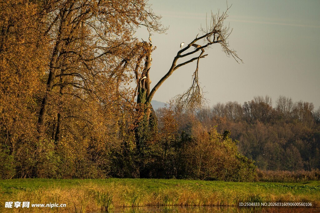 秋日旷野中的倾斜枯树