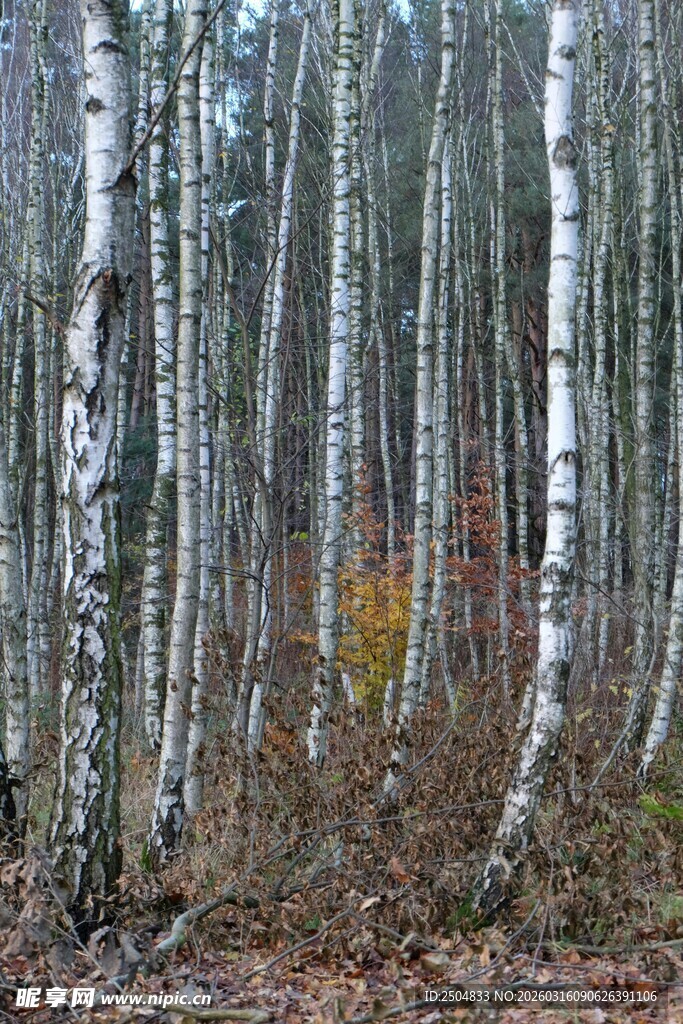 雾中白桦林的静谧景致