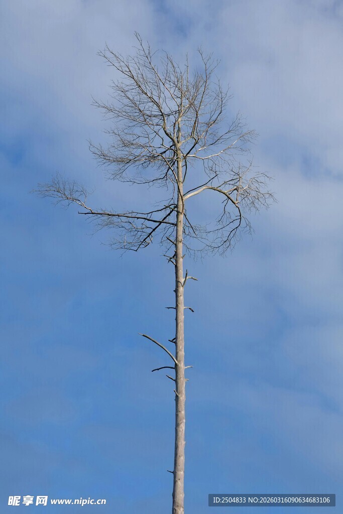 蓝天映衬下的光秃树干