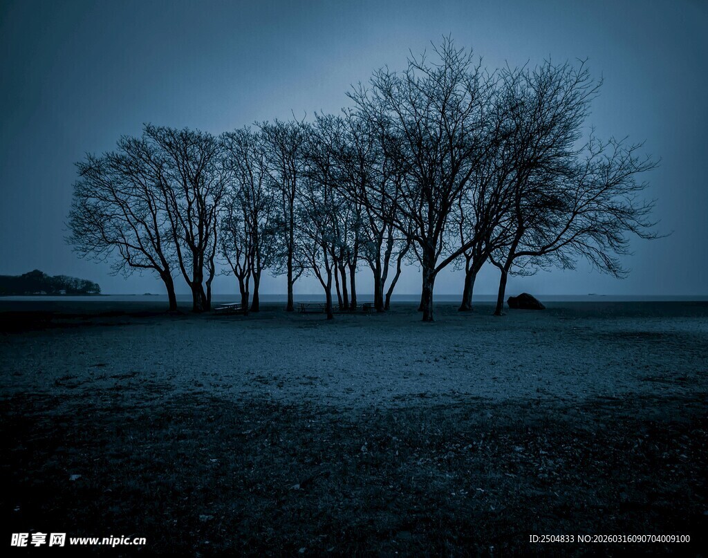 夜幕下的孤独树木景观