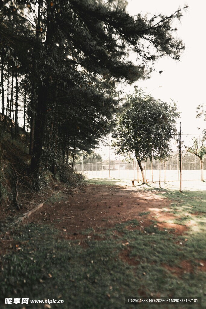 林间光影下的静谧自然景