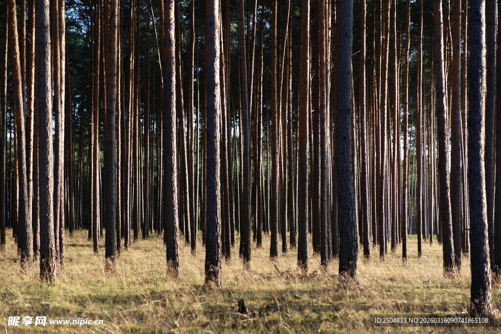静谧的松树林景观
