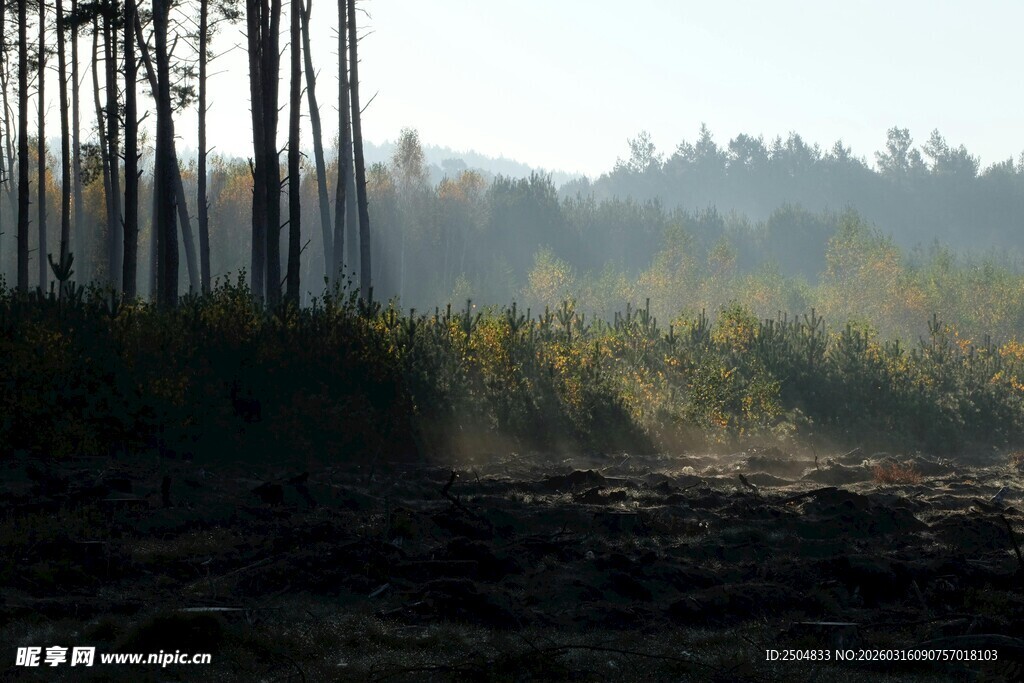 清晨森林景色
