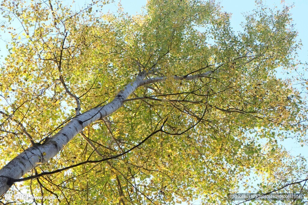 秋日仰拍金黄枝叶树干