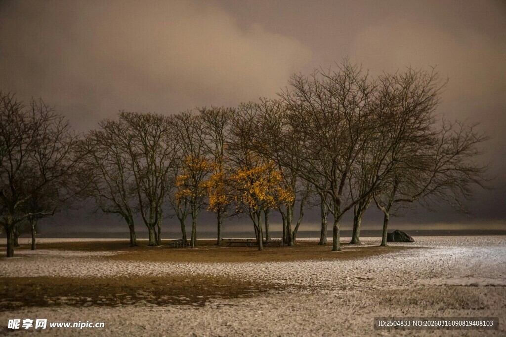 冬日旷野树木雪景图