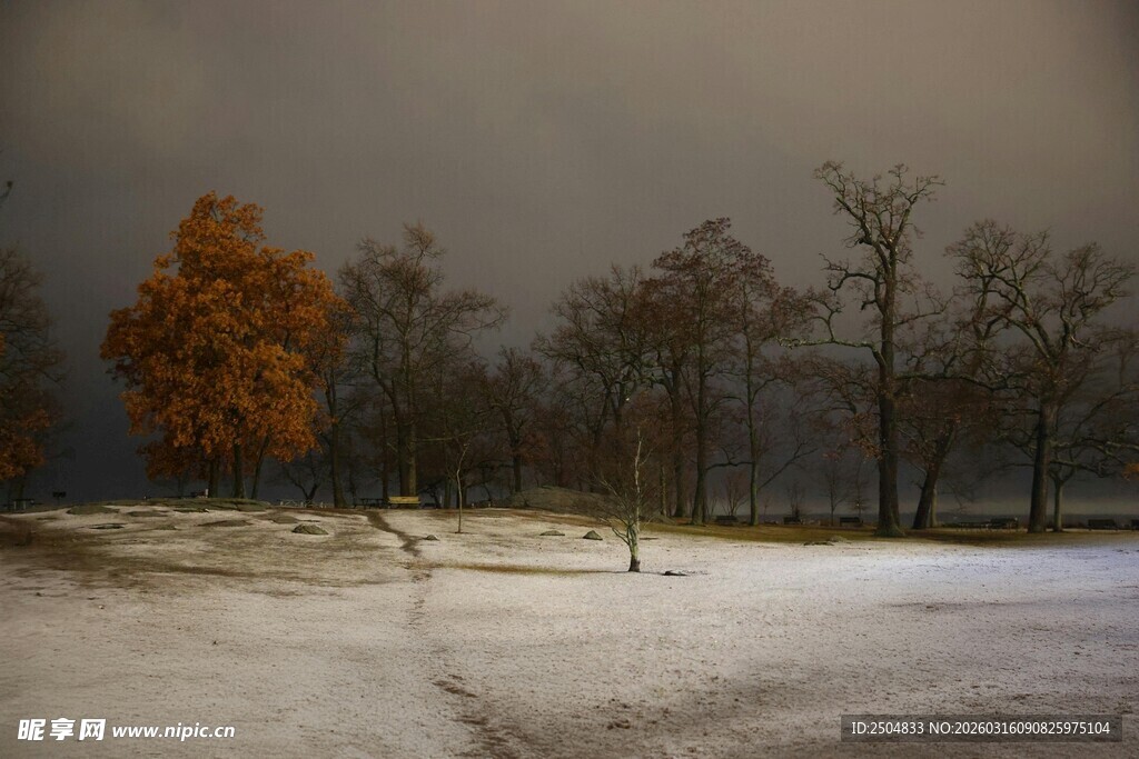 冬日雪野中的孤树景观