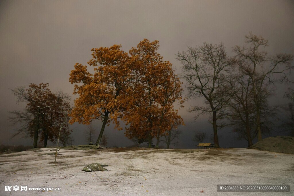 秋冬交替的旷野树木景观