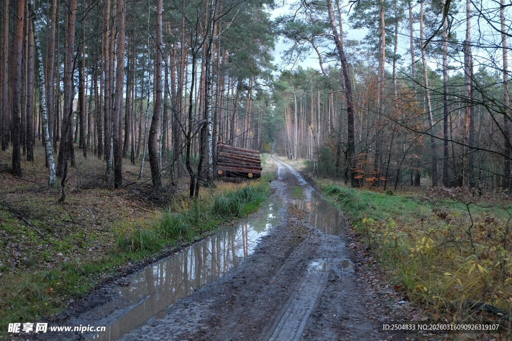 林间泥泞小路的静谧景象