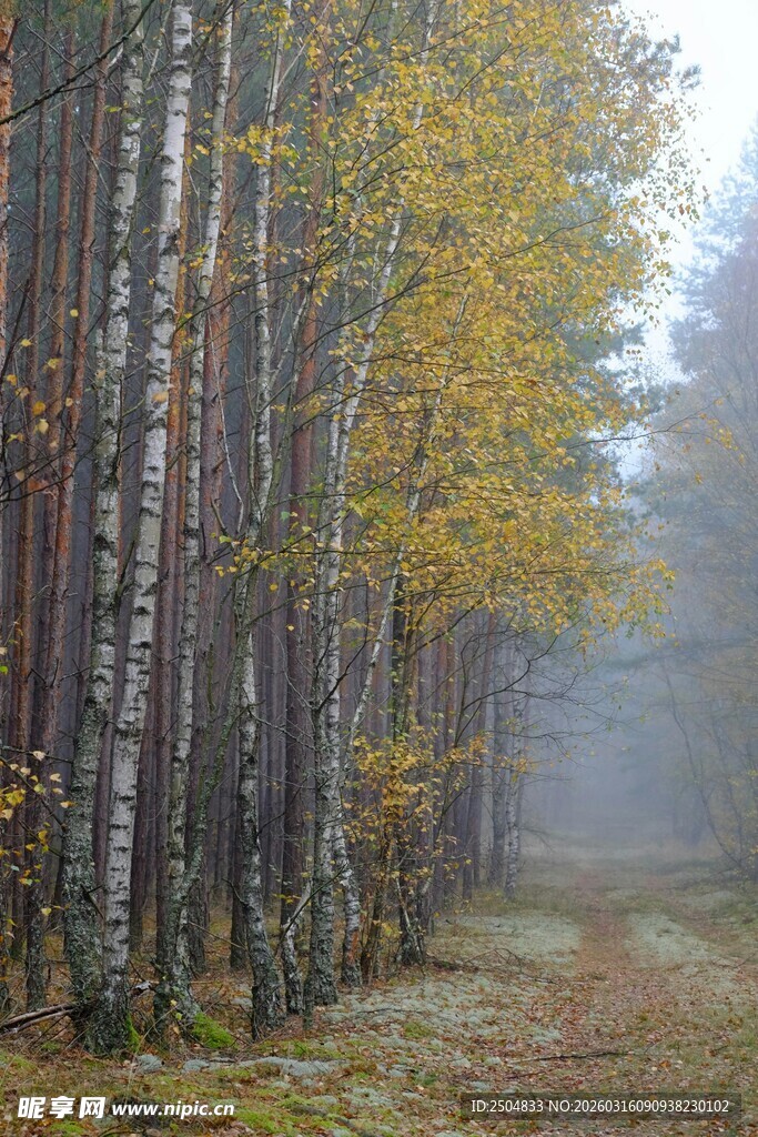 雾中桦林小径秋景