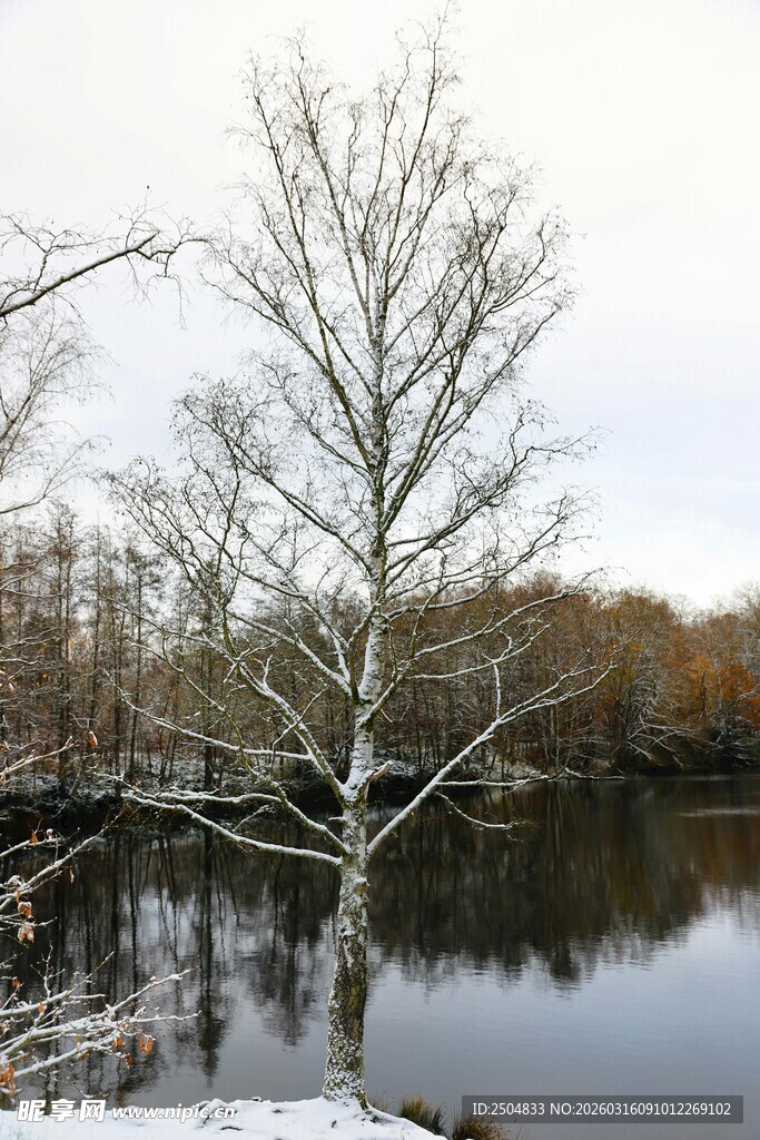 湖畔枯树 静谧自然景致