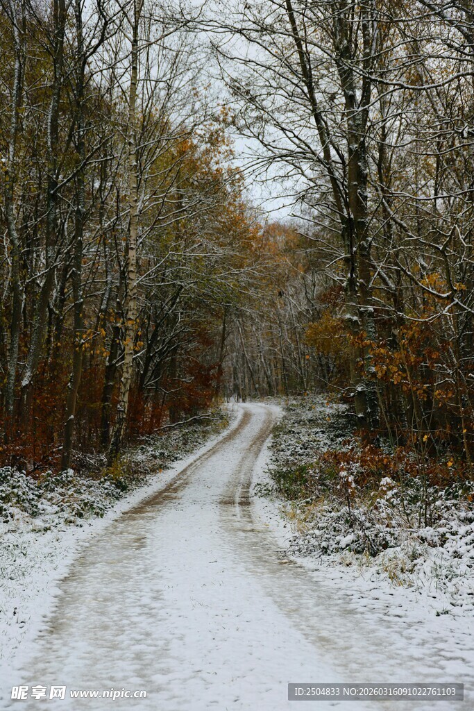 冬日雪覆林间蜿蜒小路