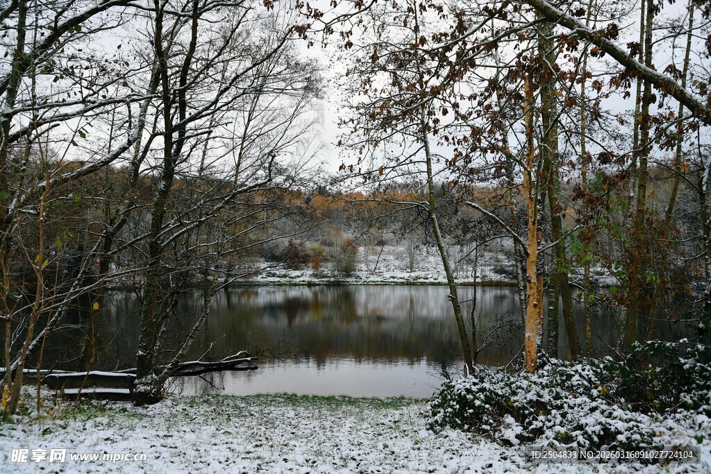 冬日雪覆树林的静谧景象