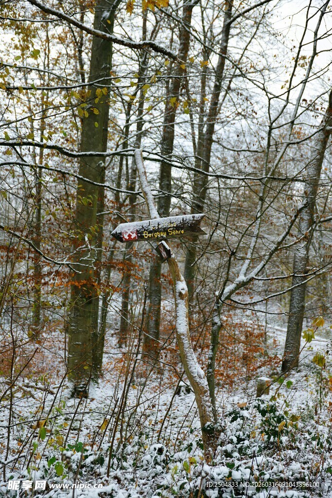 雪覆树林中的独特观景台