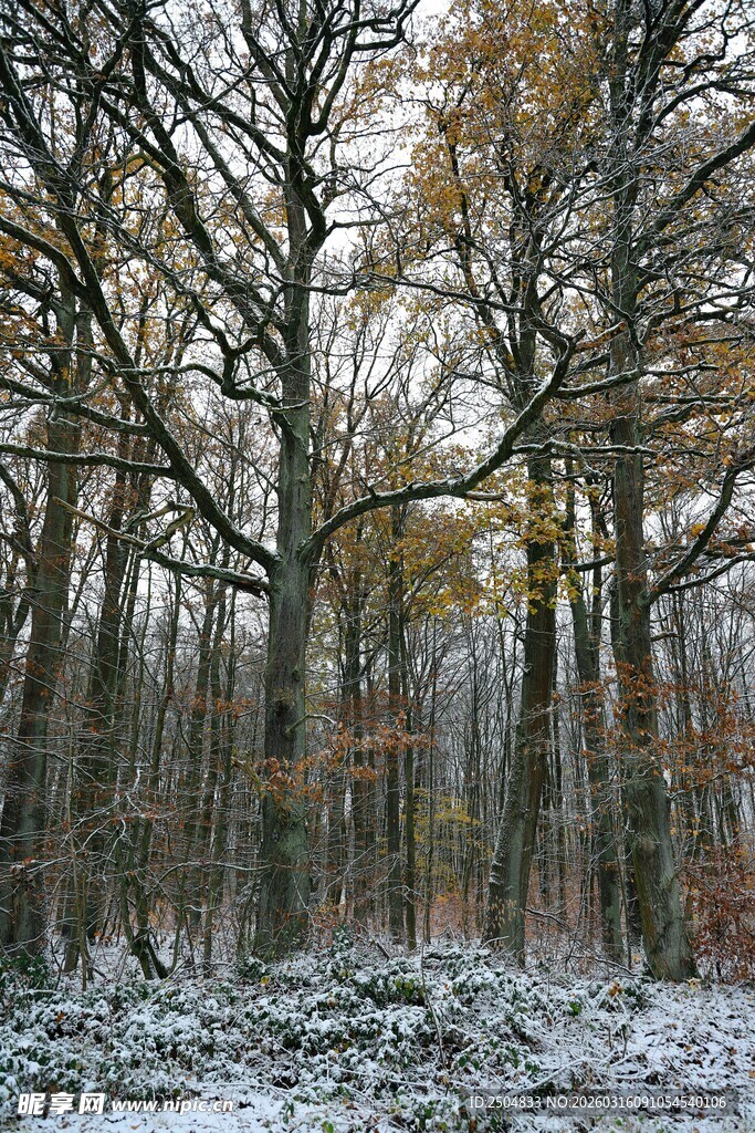 雪覆秋林 树木景致独特