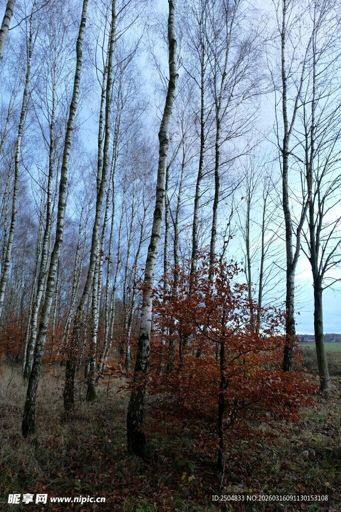 冬日白桦林与红叶景致