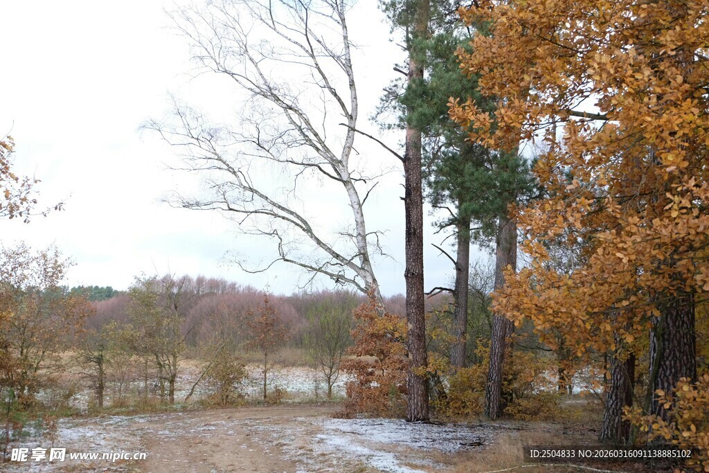 秋日林间泥泞小路