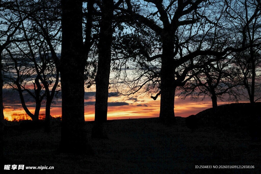 日落时分的静谧树林