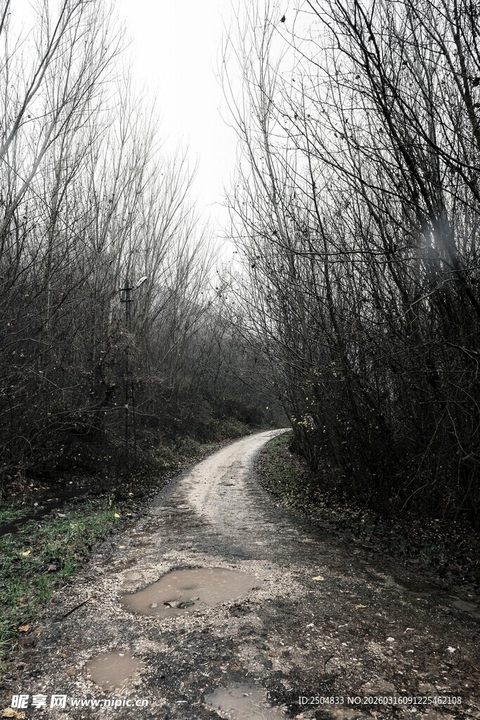 乡间泥泞小道 树木环绕
