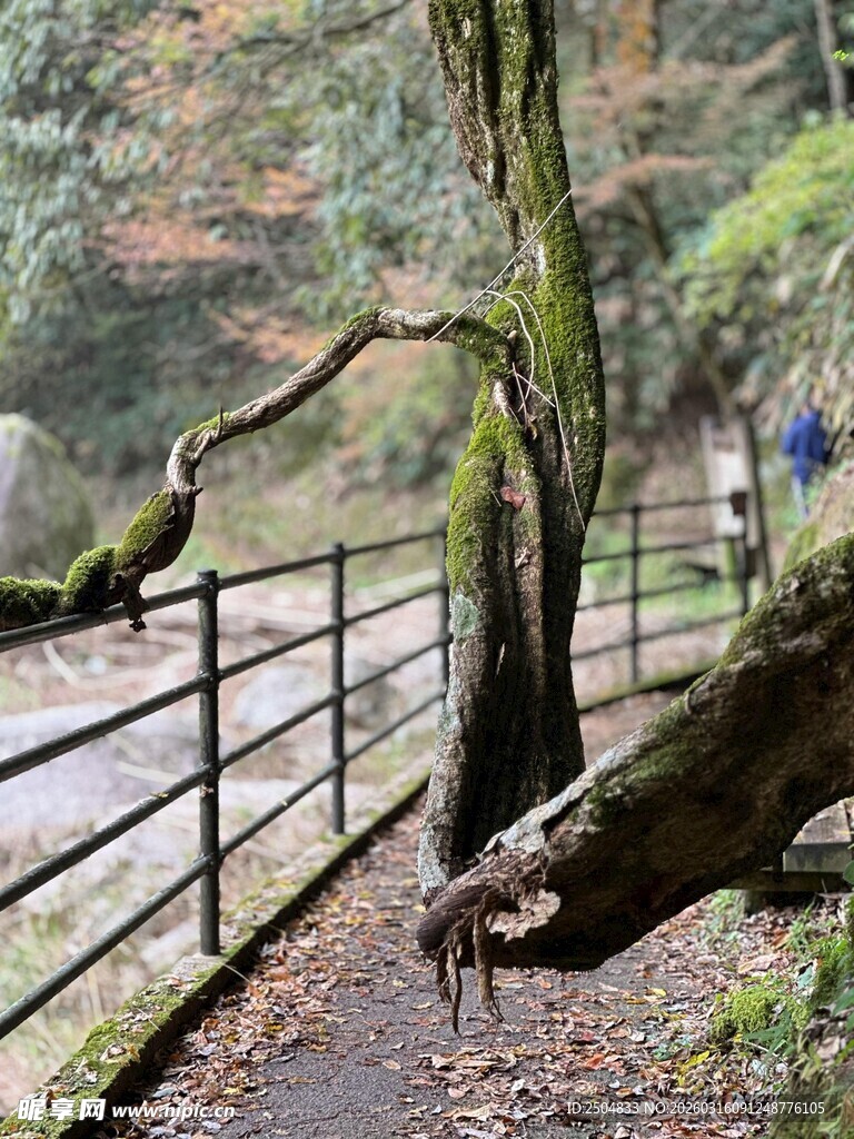 林间小径边的虬曲老树